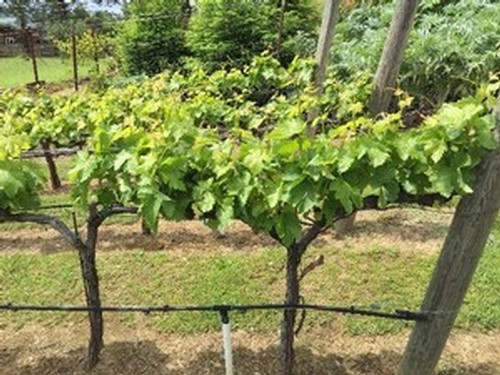 Image: Tempranillo Grape Vines