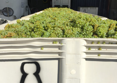 Freshly harvested chardonnay grapes in large bins getting ready for production at Rack & Riddle.