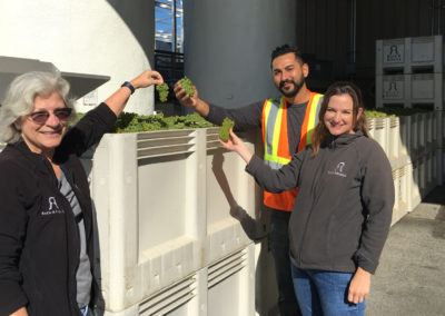 Image of Penny Gadd Coster, Manveer Sandu and Jennifer Zeek standing in front of a harvest bin and holding up Chardonnay grapes on the first day of harvest 2017.