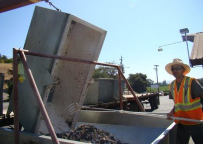 Crush pad worker raking grapes out of a harvest bin into the press.