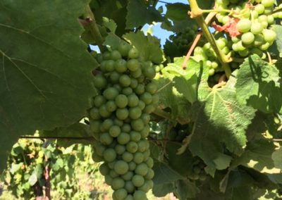 Clusters of Chardonnay grapes hanging on a vine in the sunshine in a vineyard in Carneros.