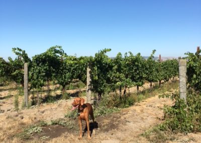 Magge Mae, a Vizsla (dog) standing with her mouth open at tongue out at the end of a row of grapes in a vineyard in Carneros. Maggie belongs to Monica Smith on the Business Development team.
