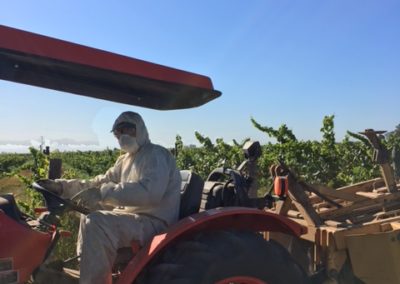 Vineyard worker in full safety gear (white suite and mask) driving a tractor among the vines.