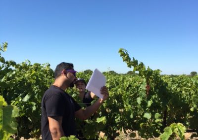 Manveer Sandhu and Jenn Zeek among the grape vines looking a paperwork together.