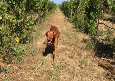 Maggie Mae, a Vizsla (dog) happily walking with her mouth open at tongue out walking among rows of grapes in a vineyard in Carneros. Maggie belongs to Monica Smith on the Business Development team.