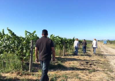 Back view of Winemakers walking the vineyard rows along a vineyard row in Carneros.