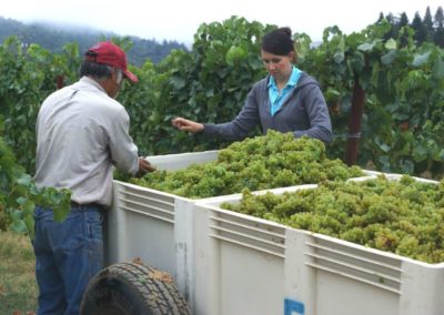 Client-winemaker Ashley Herzberg and a harvest field worker sorting Chardonnay grapes in the field.