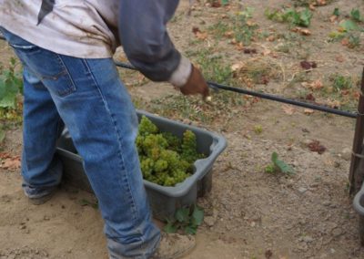 Harvest crew member tossing grapes into a small hand-held harvest bin.