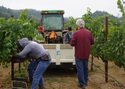 Harvest crew and winemakers checking the quality of grapes on the vines and in the harvest bin being pulled by a tractor.