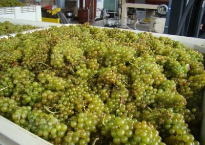 Close-up of Chardonnay grapes in a picking bin ready for processing during Harvest.