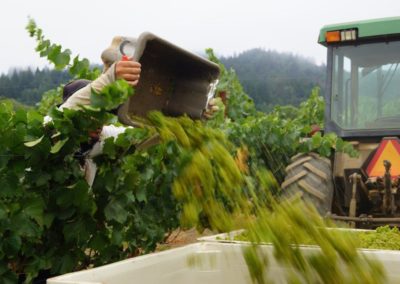 Vineyard worker dumping a small bin of grapes into a larger harvest bin being pulled by a tractor in a vineyard field