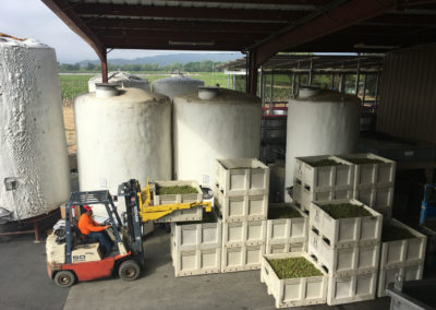 Forklift moving and stacking bins of harvested chardonnay grapes ready for processing.