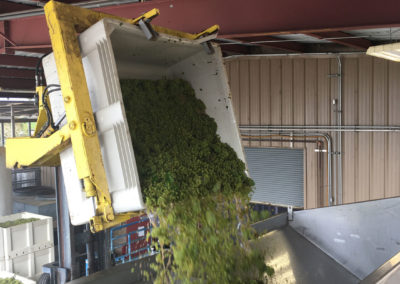 Grapes being dumped out of a 2-ton bin into a grape press by forklift.