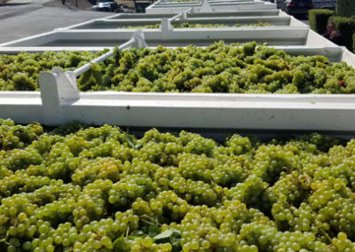 Several open bins of freshly harvested Chardonnay grapes ready for processing at Rack & Riddle.